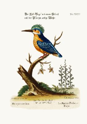 The Crested Kingfisher 1749-73