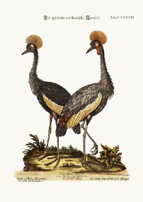 The crowned African Crane 1749-73