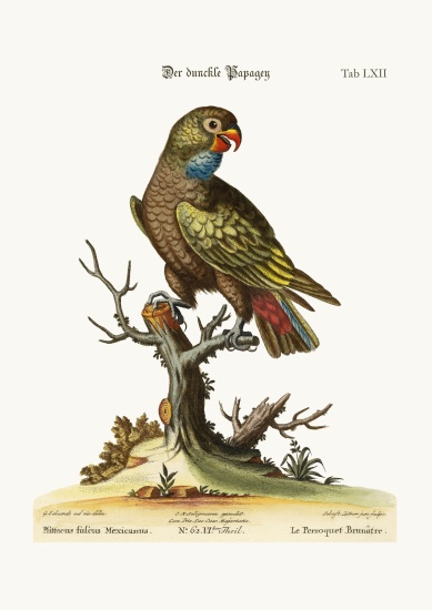 The Dusky Parrot von George Edwards
