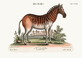 The Female Zebra 1749-73