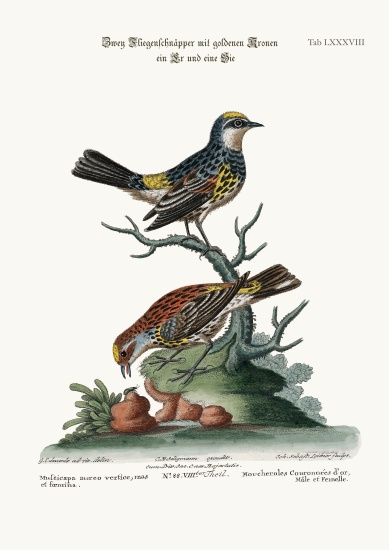 The Golden-crowned Flycatchers, Cock and Hen von George Edwards