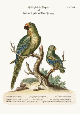 The Golden-crowned Parrakeet and the least Green and Blue Parrakeet 1749-73