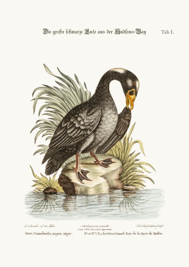 The Great Black Duck from Hudson's Bay von George Edwards