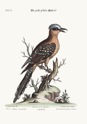 The great spotted Cuckow 1749-73
