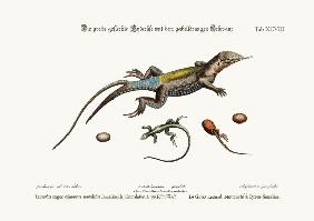 The Great Spotted Lizard with a forked Tail 1749-73