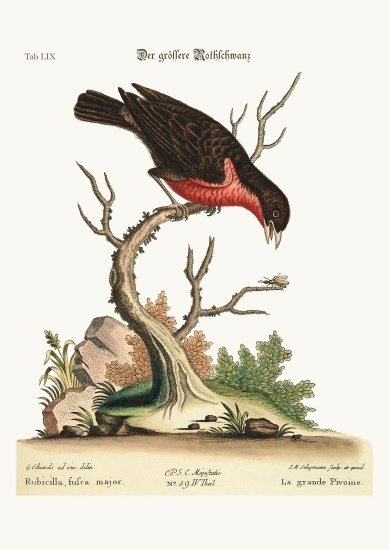 The greater Bullfinch von George Edwards