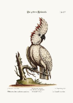 The Greater Cockatoo 1749-73