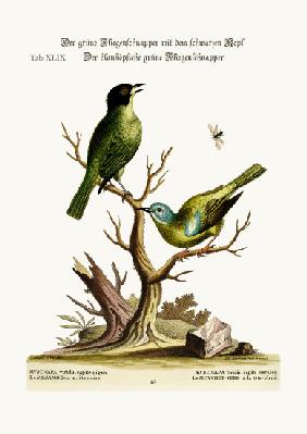 The green black-cap Flycatcher. The blue-headed green Flycatcher 1749-73