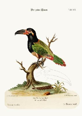 The Green Toucan 1749-73