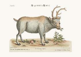 The Greenland Buck 1749-73