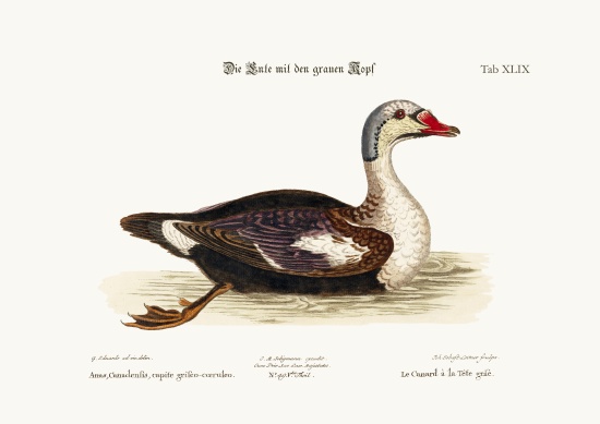 The Grey-Headed Duck von George Edwards