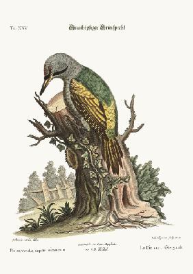 The grey-headed green Woodpecker 1749-73