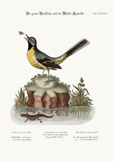 The Grey Water-Wagtail, and the Water Lizard von George Edwards