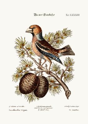The Gros-Beak or Haw-Finch 1749-73