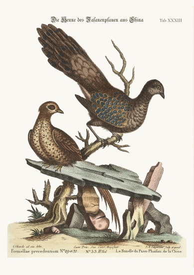 The Hen Peacock Pheasant from China von George Edwards