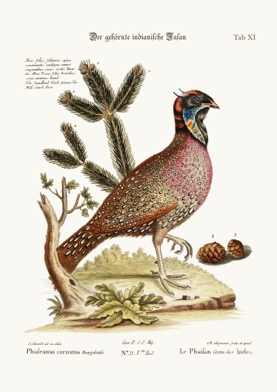 The horned Indian Pheasant von George Edwards