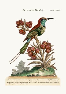 The Indian Bee-Eater 1749-73