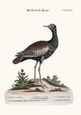 The Indian Bustard 1749-73