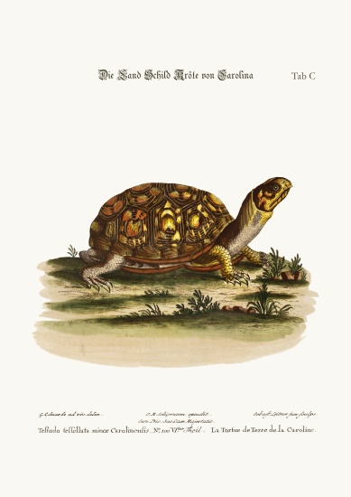 The Land-Tortoise from Carolina von George Edwards