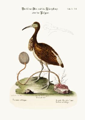 The Lesser Ibis, and the Animal-Plant or Polype 1749-73