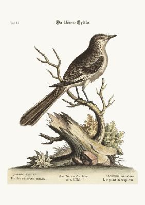 The lesser Mock-Bird 1749-73