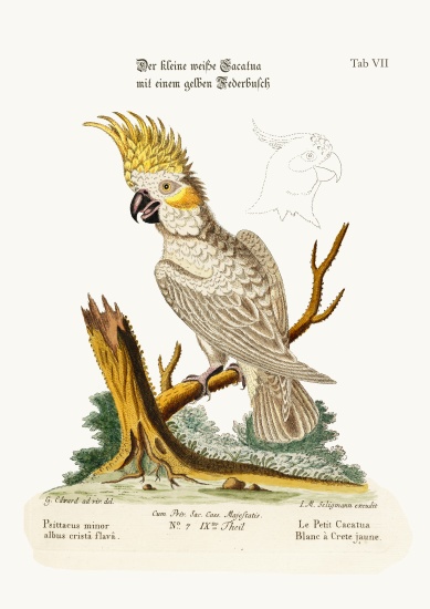 The Lesser White Cockatoo with a Yellow Crest von George Edwards