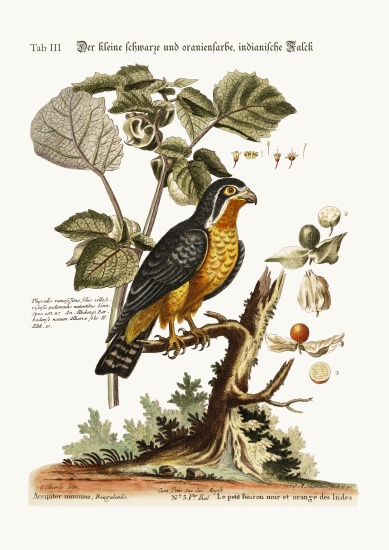 The little Black and Orange-coloured Indian Hawk von George Edwards