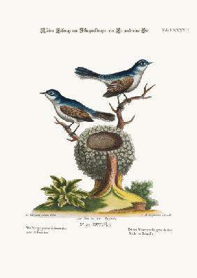 The Little Blue-grey Flycatchers, Cock and Hen 1749-73