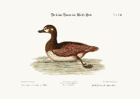 The little Brown and White Duck 1749-73