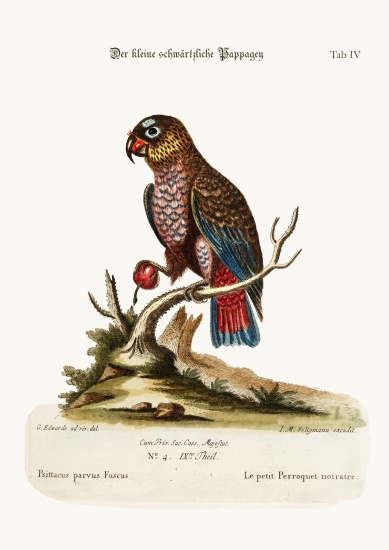 The Little Dusky Parrot von George Edwards
