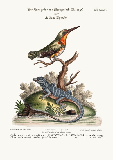 The little Green and Orange-coloured King-Fisher and the Blue Lizard von George Edwards