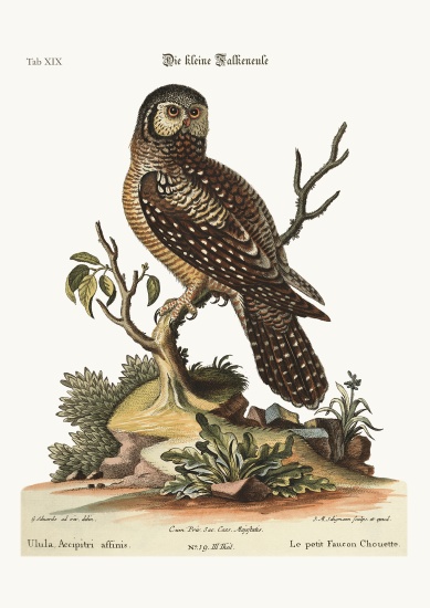 The little Hawk Owl von George Edwards