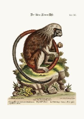 The little Lion-Monkey 1749-73