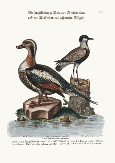The Long-tailed Duck from Newfoundland, and the Spur-winged Plover von George Edwards