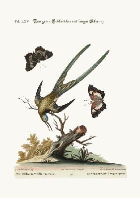 The long-tailed green Hummingbird 1749-73