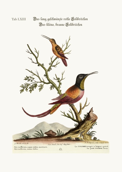The long-tailed red Hummingbird. The little brown Hummingbird von George Edwards