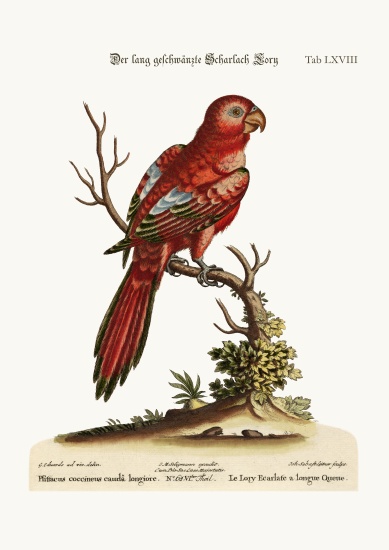 The Long-tailed Scarlet Lory von George Edwards