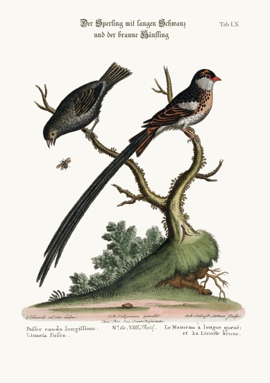 The Long-tailed Sparrow, and the Dusky Linnet von George Edwards