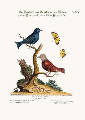 The Malacca Gros-beak, the Jacarini, and the small Yellow Butterfly 1749-73