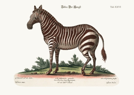 The Male Zebra von George Edwards