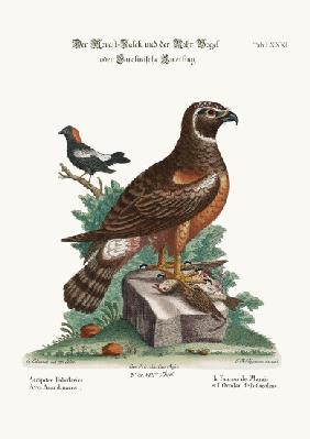 The Marsh-Hawk, and the Reed-Birds 1749-73