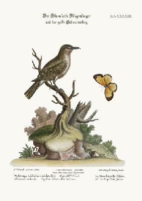 The Olive-coloured Flycatcher and the Yellow Butterfly 1749-73