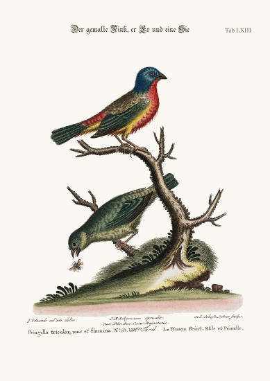 The Painted Finch, Cock and Hen von George Edwards