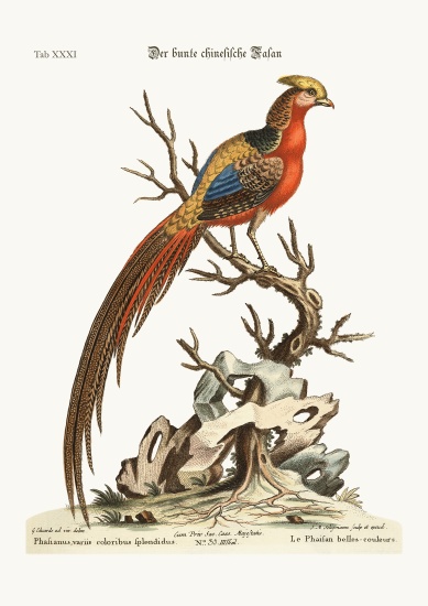 The painted Pheasant from China von George Edwards