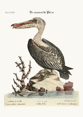 The Pelican of America 1749-73