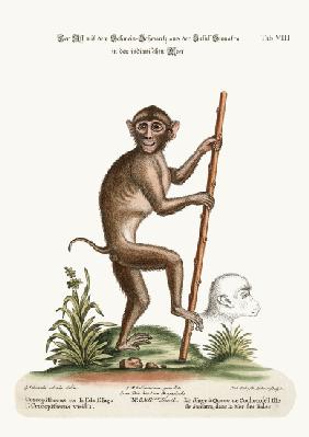 The Pig-tailed Monkey, from the Island of Sumatra, in the Indian Sea 1749-73