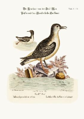 The Puffin of the Isle of Man, and the Guillemot 1749-73