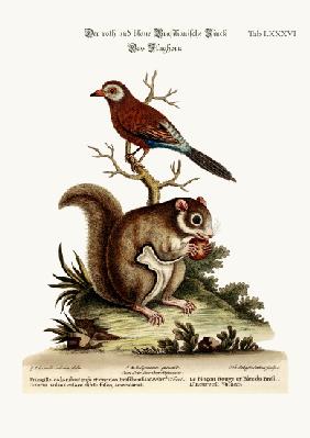The Red and Blue Brasilian Finch. The Flying Squirrel 1749-73