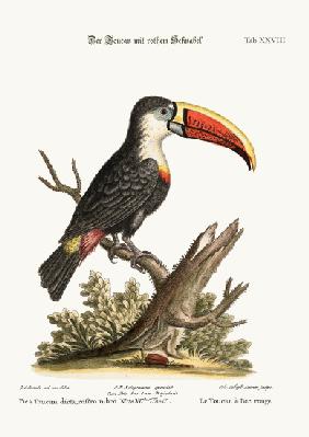 The Red-beaked Toucan 1749-73