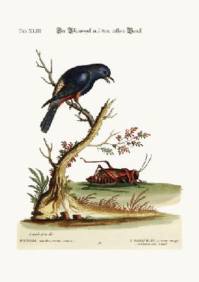 The red-bellied Blue-Bird 1749-73